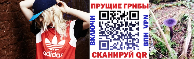 Псилоцибиновые грибы Psilocybine cubensis Арск